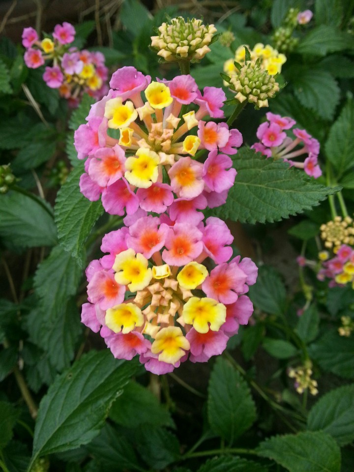 Lantana
