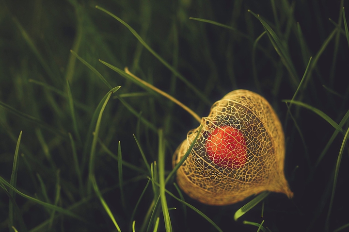 Physalis