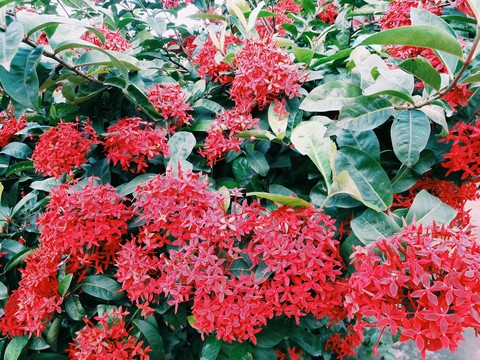 plant, flower Hintergrundbilder