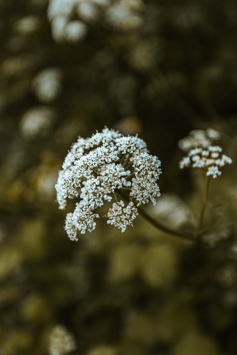 anthriscus, twig wallpapers