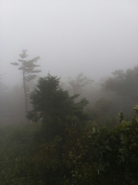 Dark forest