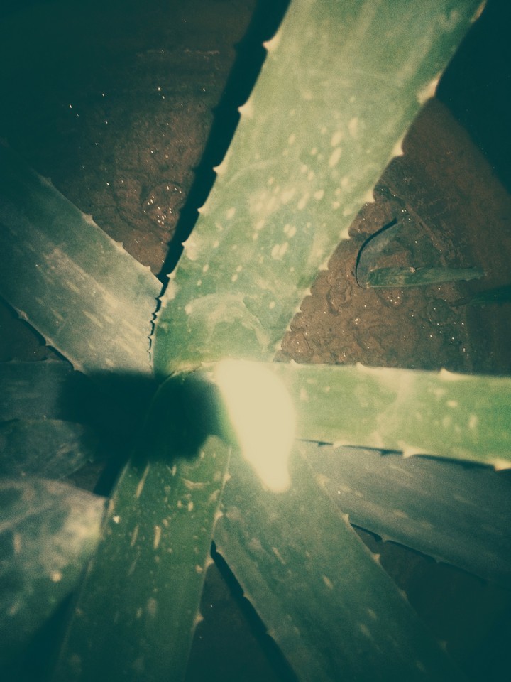 Plant