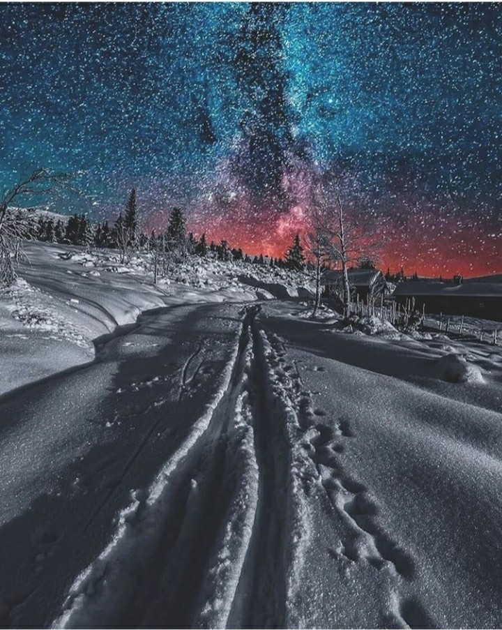 winter forest and starry sky