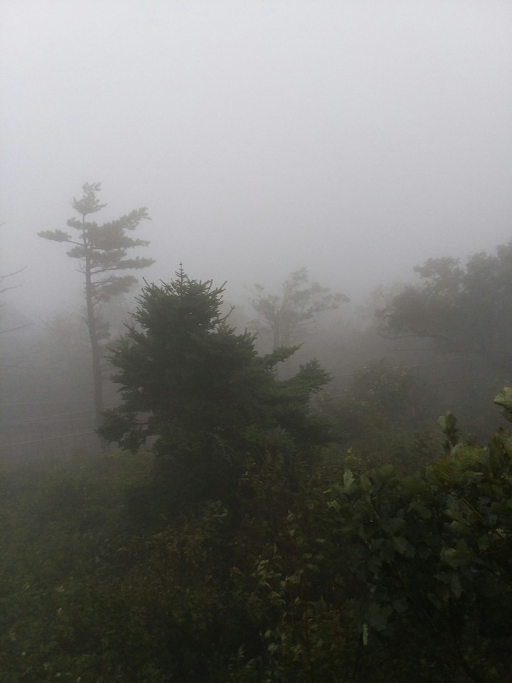 Dark forest