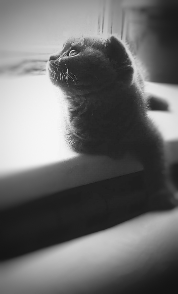 кошка