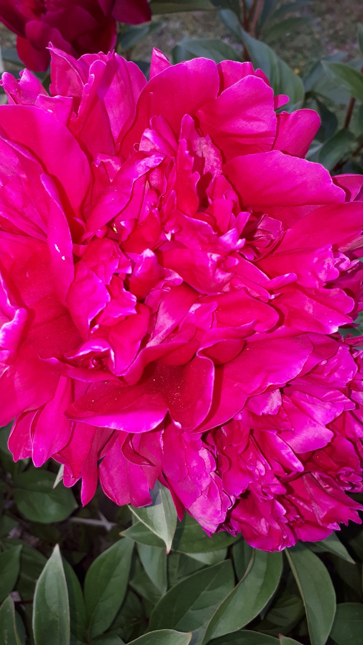 flower, beauty