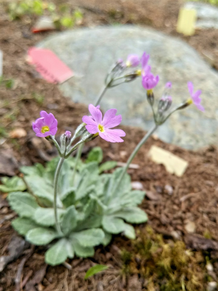 from garden