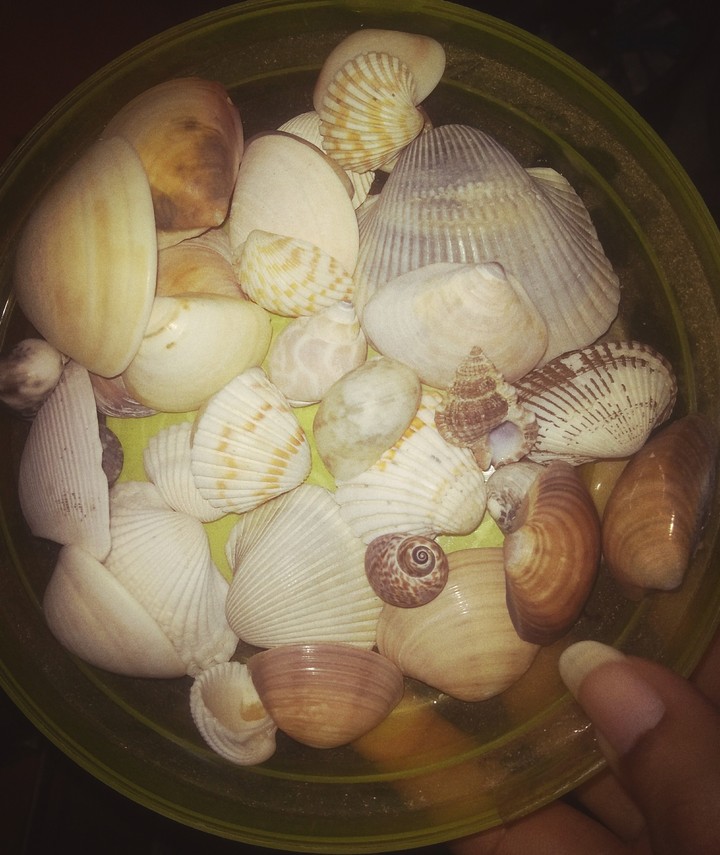 shells