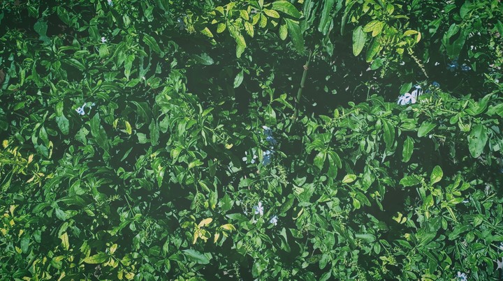 leaves