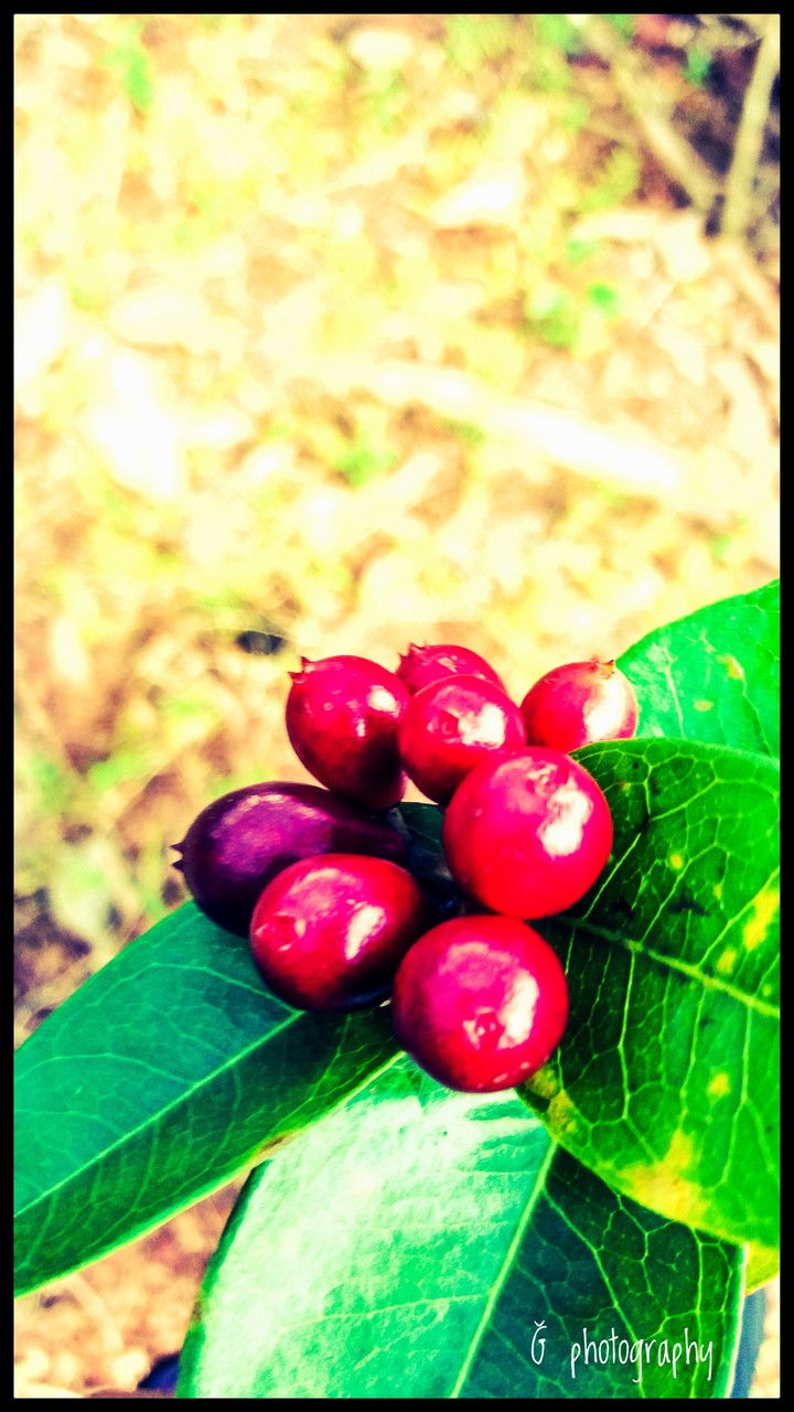 The natural redwelvet