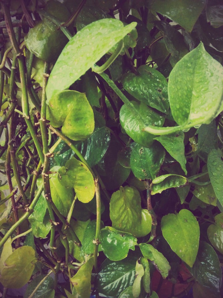 Plant
