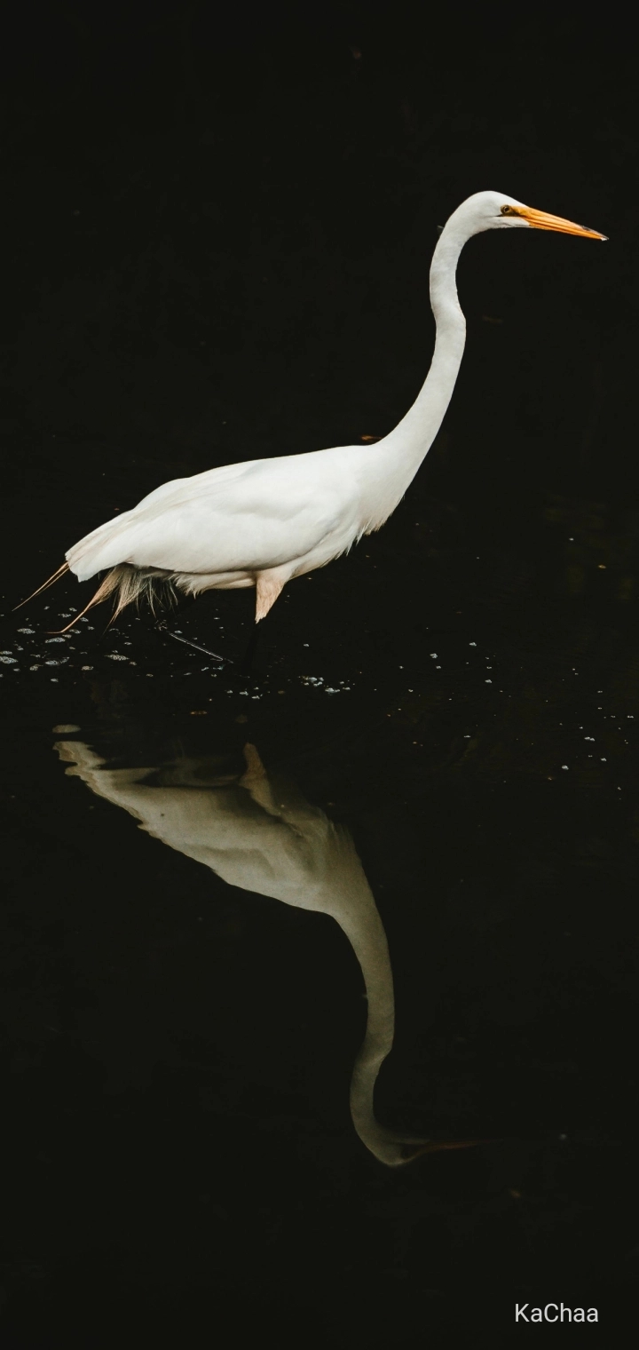 Animal...