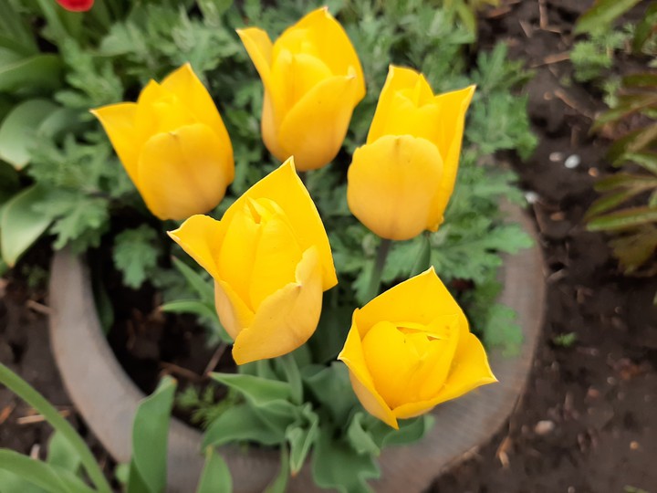 yellow tulips