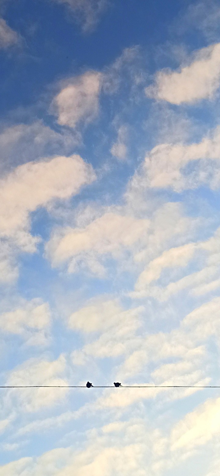 birds sky