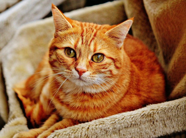 The Orange Cat