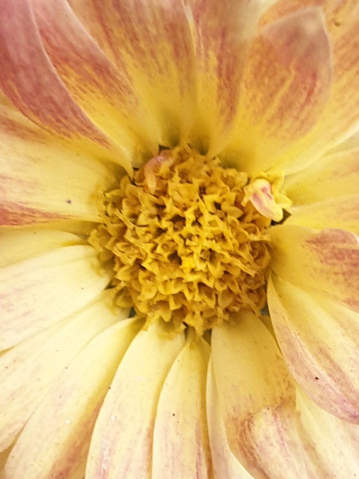 chrysanthemum