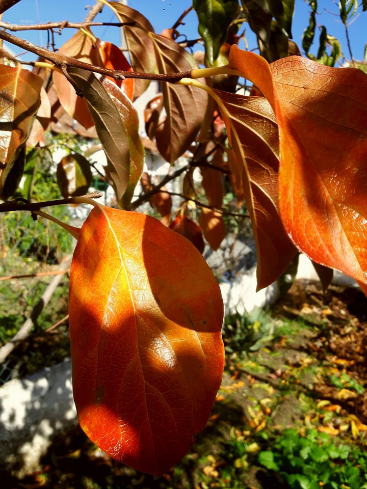 Fall
