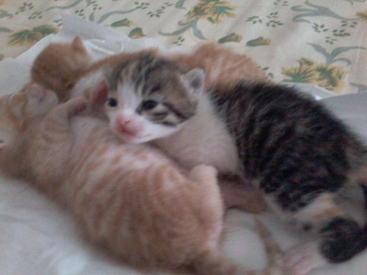 gattini miei