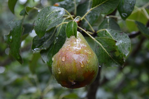 rainy morning