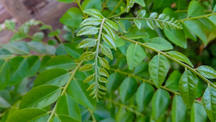 leaf2