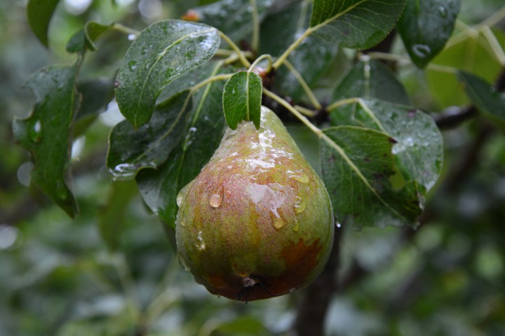 rainy morning