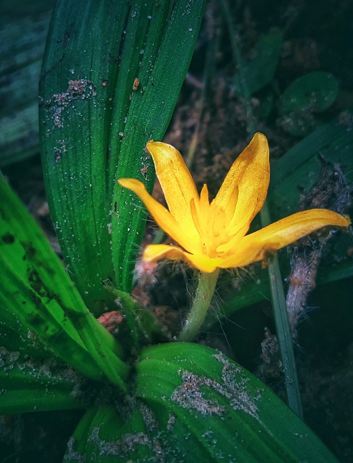 yellow flower