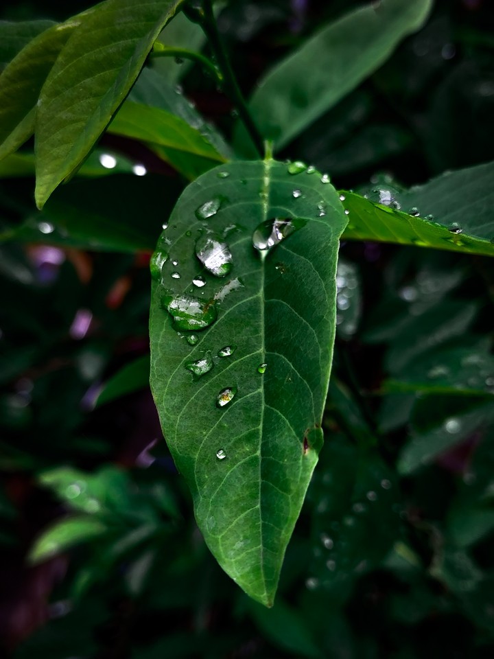 nature