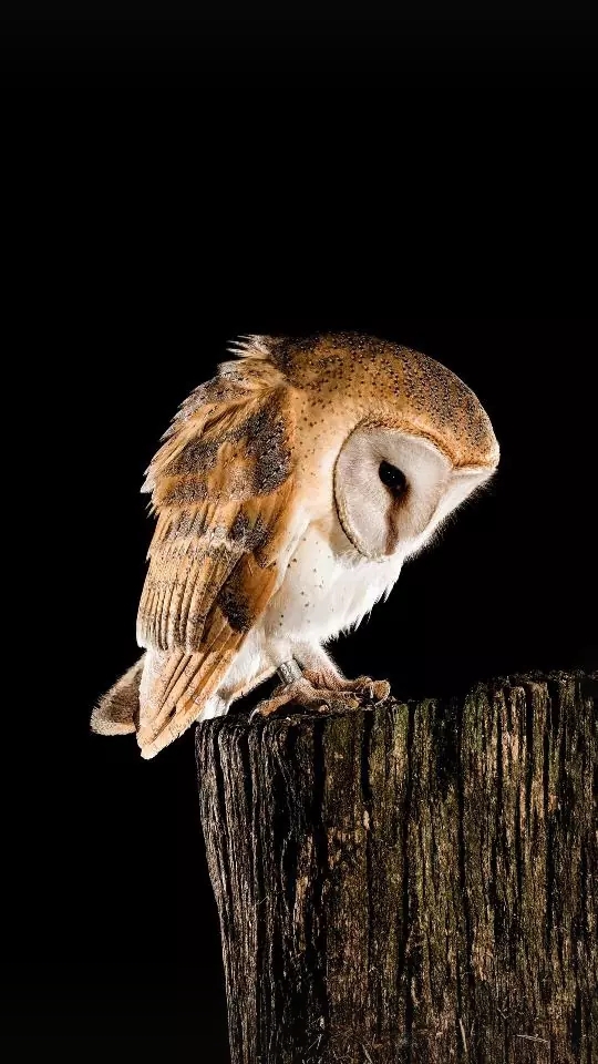 owl