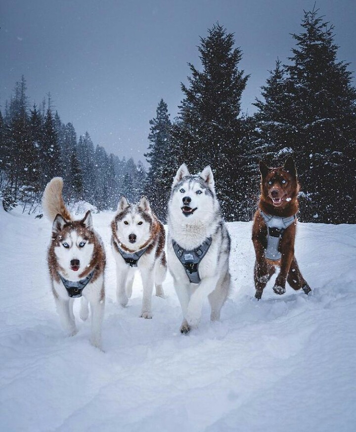 Husky