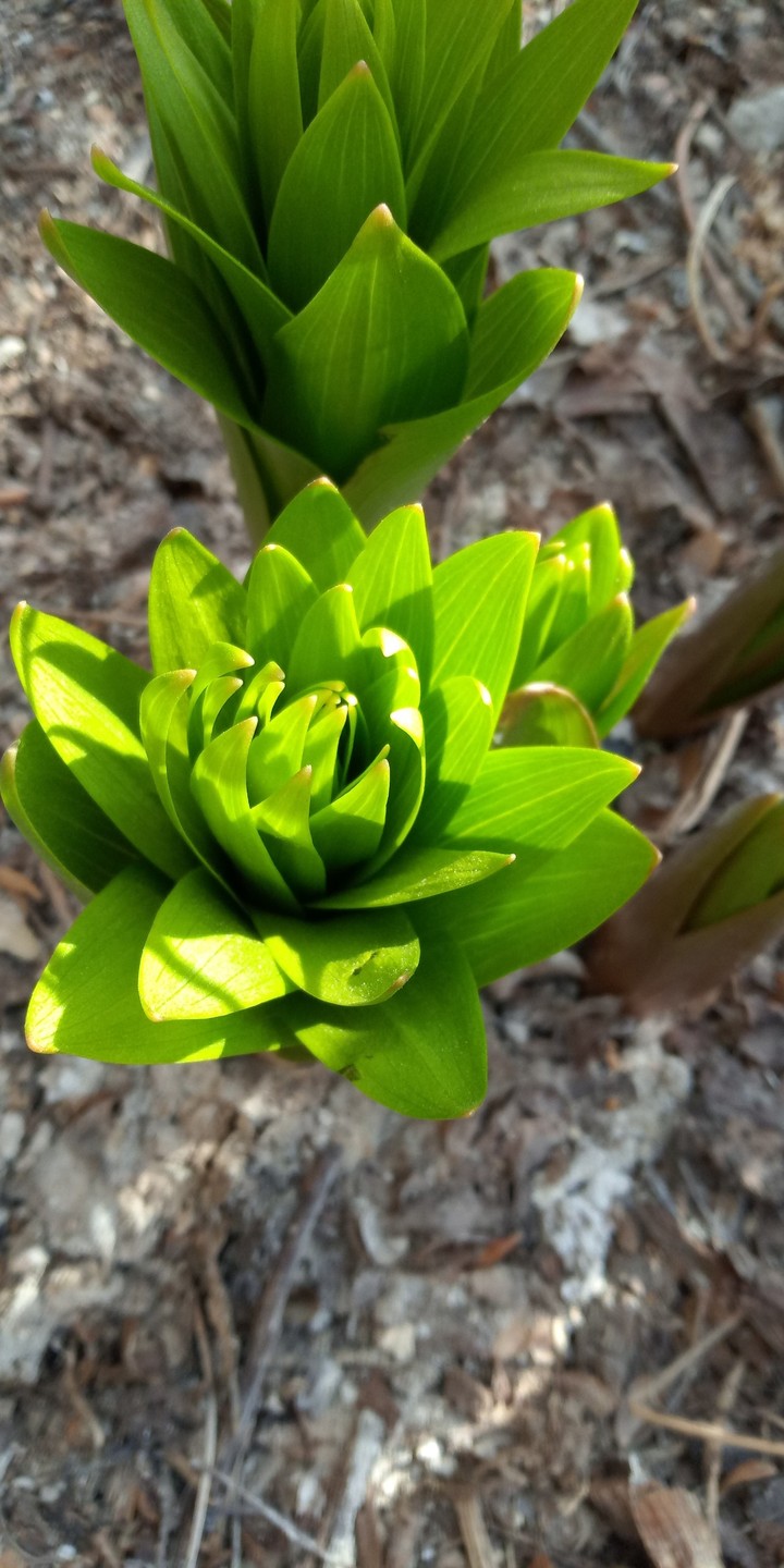 green morning