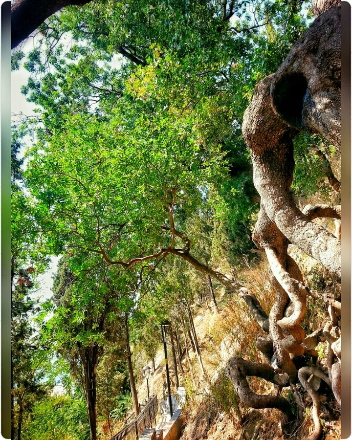 An Old Tree