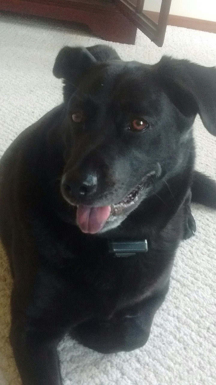 Black Labrador