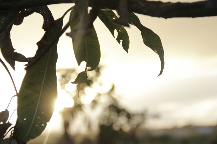Morning Leaf