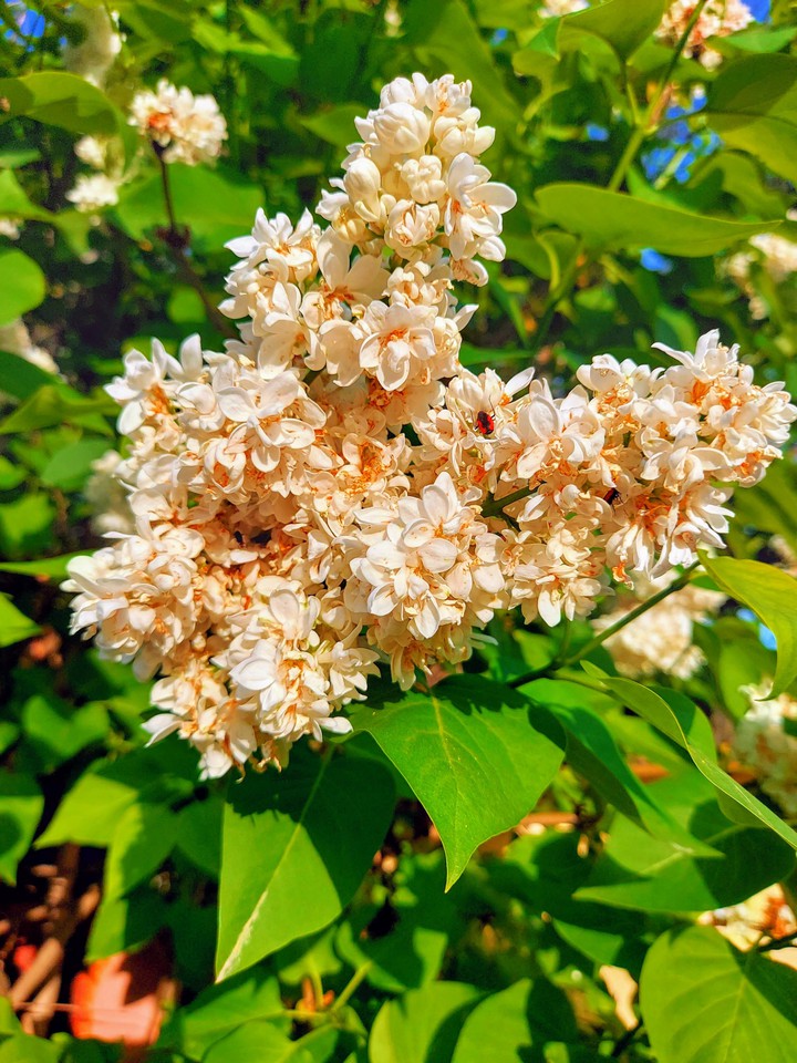 Garden's beauties