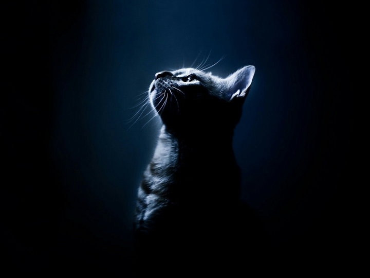 meow