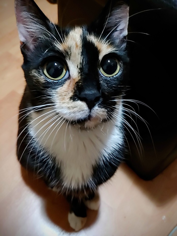 cat