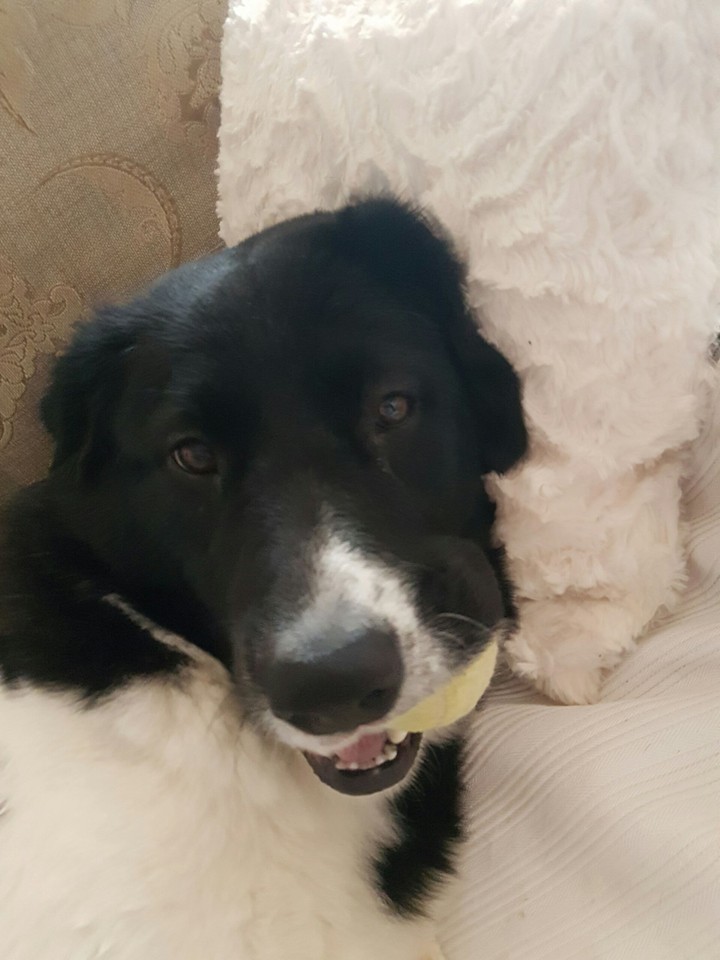 Dog and Ball