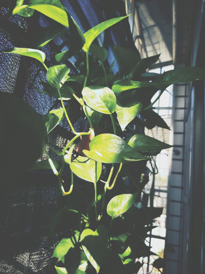 Pothos aurea