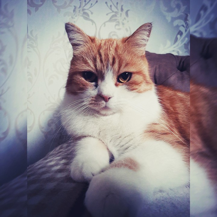 King Cat