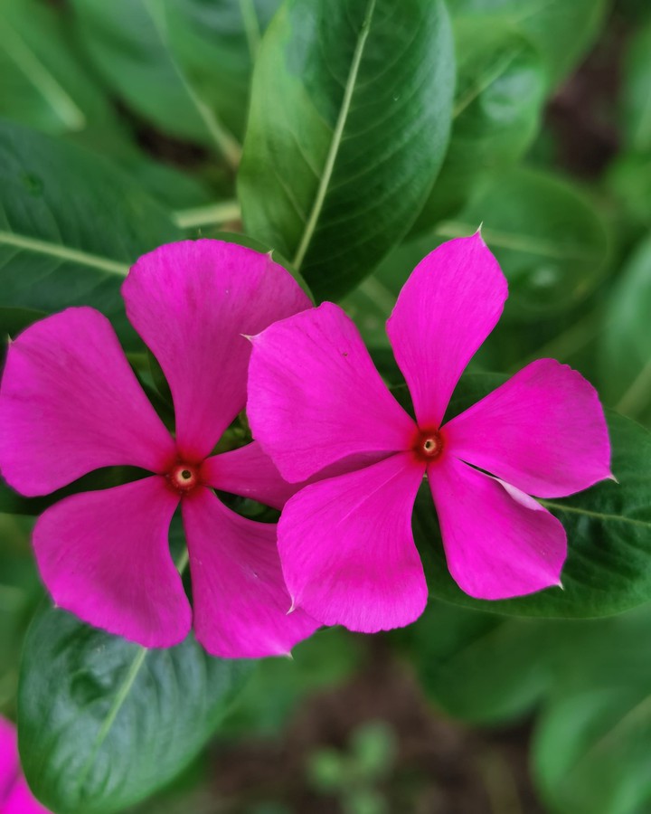 Flowers are the music of the ground.