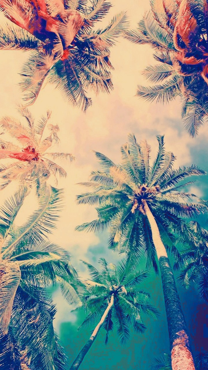 palm trees