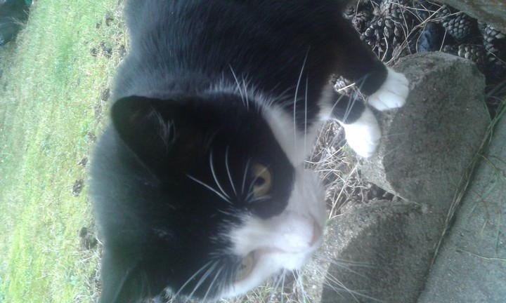 chat