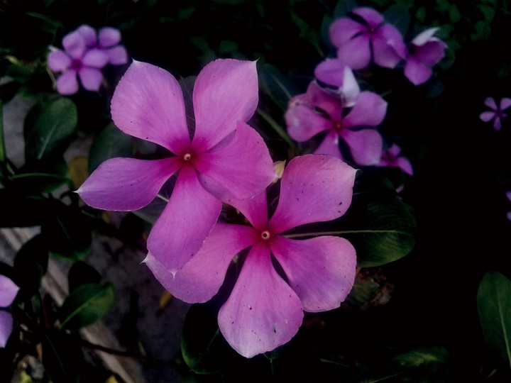 violet