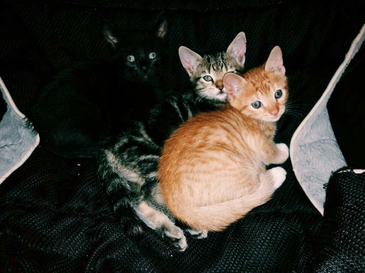 Cats