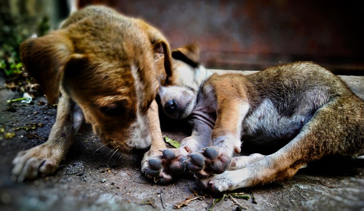 puppies