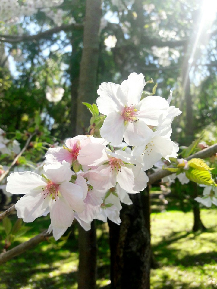 spring