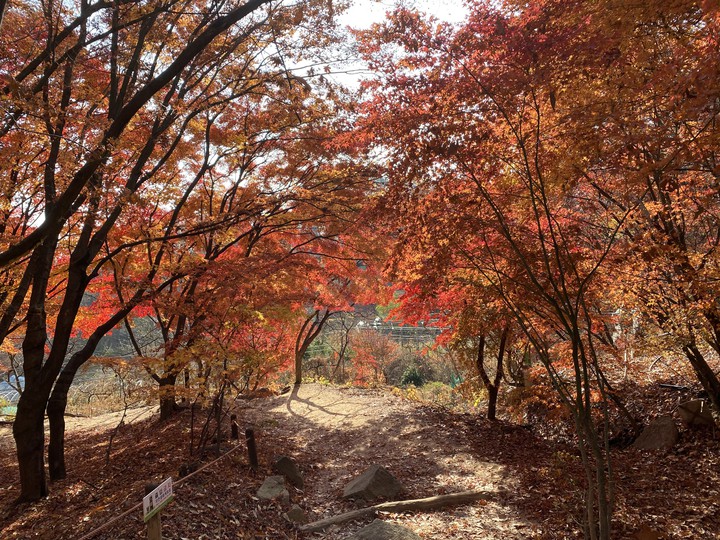 The autumn foliage of 2020