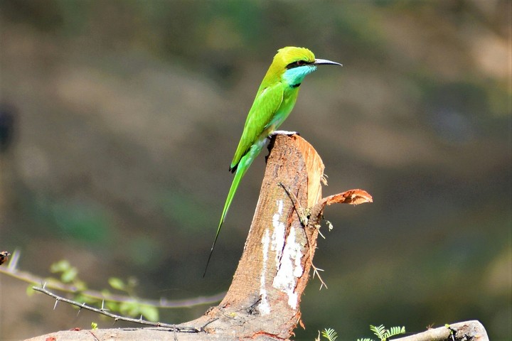 birdy 