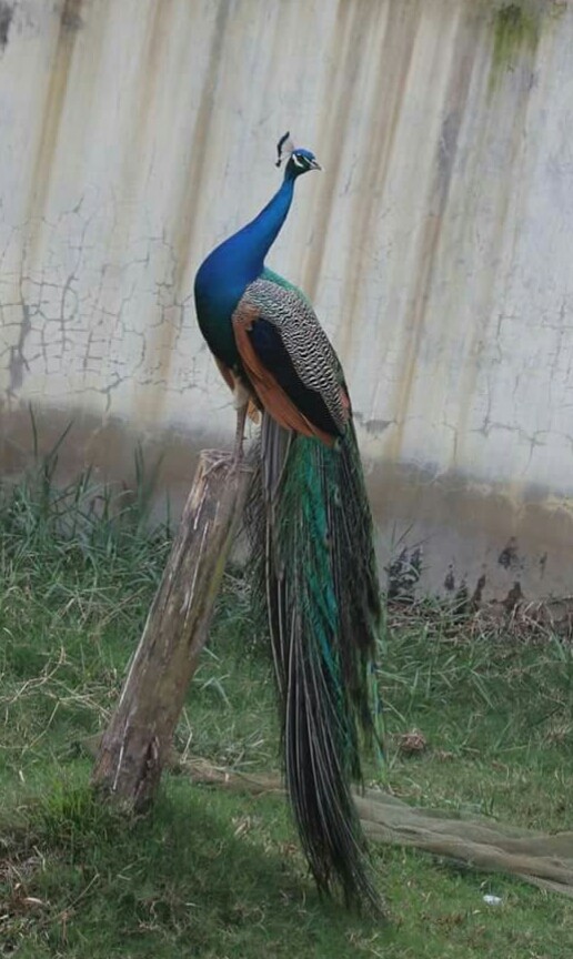 peacock
