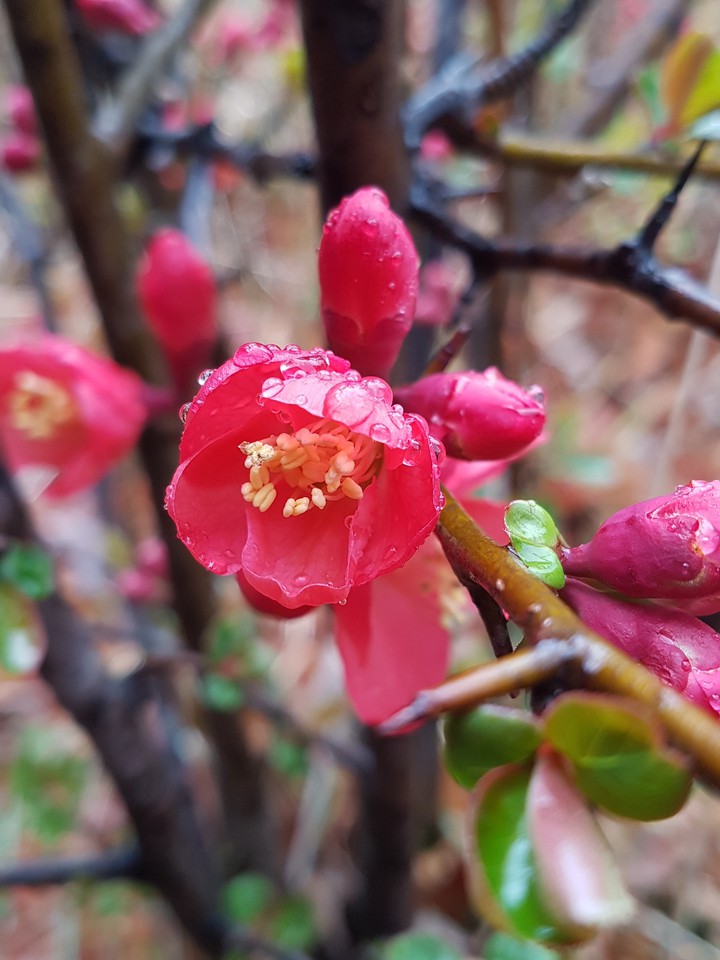 명자